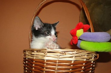 Koty do adopcji #adopcja #adopcje #Gliwice #kocięta #kot #kotki #koty #pomoc #przygarnę #schronisko #zaadoptuję #zwierzęta