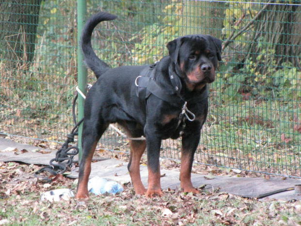 4 #amigo #psy #rottweiler