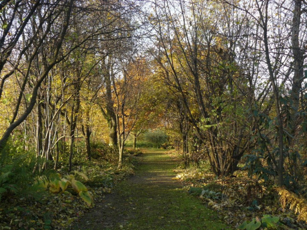 Ogród 1 listopada 2011