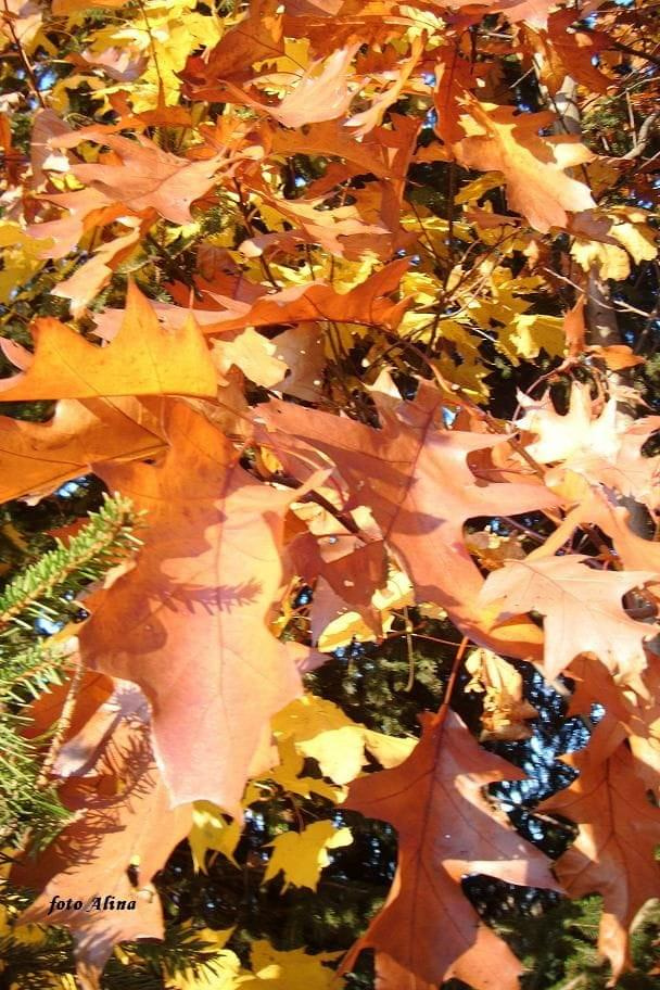 barwy jesieni - dąb czerwony - gatunek drzew z rodziny bukowatych (Fagaceae). Pochodzi ze wschodniej części Ameryki Północnej. Jest tam najpospolitszym gatunkiem dębu. W Polsce jest gatunkiem introdukowanym. #liście #DąbCzerwony