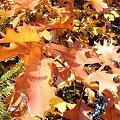 barwy jesieni - dąb czerwony - gatunek drzew z rodziny bukowatych (Fagaceae). Pochodzi ze wschodniej części Ameryki Północnej. Jest tam najpospolitszym gatunkiem dębu. W Polsce jest gatunkiem introdukowanym. #liście #DąbCzerwony