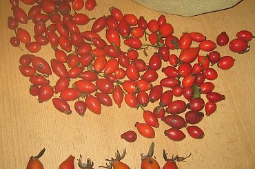 zebrane owoce dzikiej róży #dzika #DzikaRóża #róża