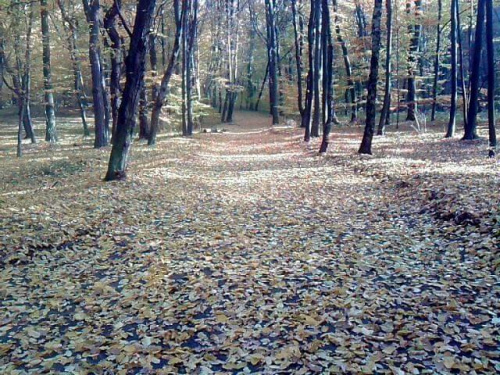 Jwsień w lesie Obora w Raciborzu.