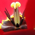 tulipan #kwiaty #przyroda #tulipan #pręcik