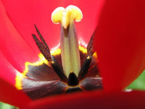 tulipan #kwiaty #przyroda #tulipan #pręcik