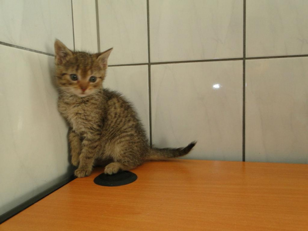 Koty do adopcji #adopcja #adopcje #Gliwice #kocięta #kot #kotki #koty #pomoc #przygarnę #schronisko #zaadoptuję #zwierzęta
