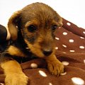 Koty do adopcji #adopcja #adopcje #Gliwice #kocięta #kot #kotki #koty #pomoc #przygarnę #schronisko #zaadoptuję #zwierzęta