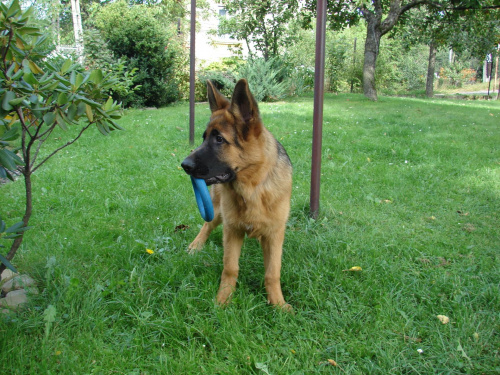 wrzesień 2008 #pies #OwczarekNiemiecki