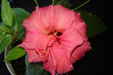 Moja kochana jednoroczka różyczka #hibiskus #RóżaHińska