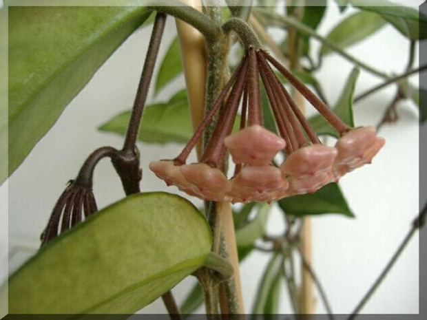 Hoya carnosa