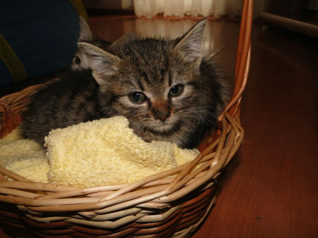 Koty do adopcji #adopcja #adopcje #Gliwice #kocięta #kot #kotki #koty #pomoc #przygarnę #schronisko #zaadoptuję #zwierzęta