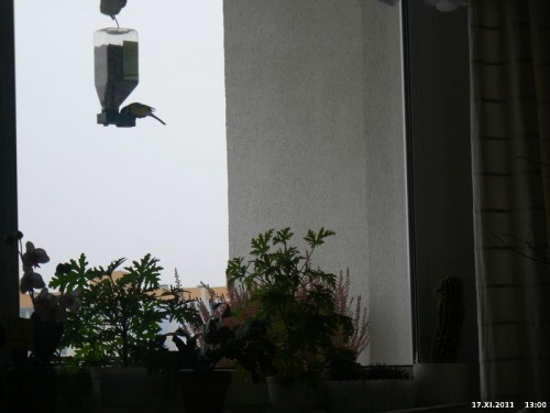 Przy karmniku balkonowym któraś z kolei sikoreczka #Ptaki