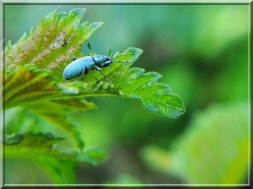 kolejny owadzi klejnocik #owad #makro #ryjkowce