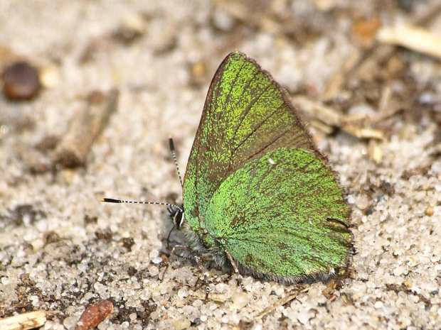 ZIELEŃCZYK OSTRĘŻYNIEC (Callophrys rubi) #ZIELEŃCZYKOSTRĘŻYNIEC