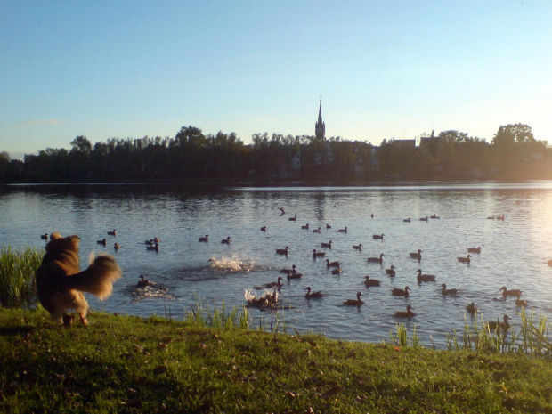 Baba na kaczki #kaczki #ptaki #pies #jezioro #woda #wieża #słońce