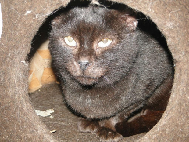 Koty do adopcji #adopcja #adopcje #Gliwice #kocięta #kot #kotki #koty #pomoc #przygarnę #schronisko #zaadoptuję #zwierzęta