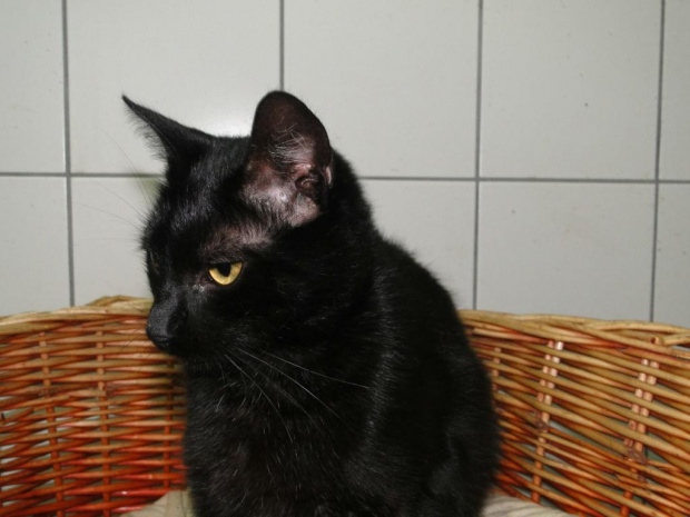 Koty do adopcji #adopcja #adopcje #Gliwice #kocięta #kot #kotki #koty #pomoc #przygarnę #schronisko #zaadoptuję #zwierzęta