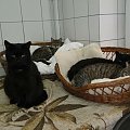 Koty do adopcji #adopcja #adopcje #Gliwice #kocięta #kot #kotki #koty #pomoc #przygarnę #schronisko #zaadoptuję #zwierzęta
