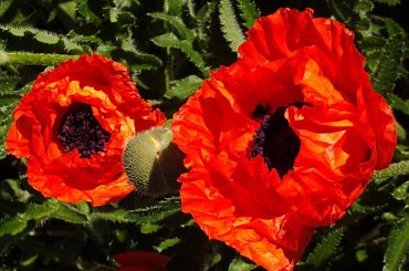 #kwiat #mak #kolor #natura