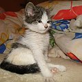 Koty do adopcji #adopcja #adopcje #Gliwice #kocięta #kot #kotki #koty #pomoc #przygarnę #schronisko #zaadoptuję #zwierzęta