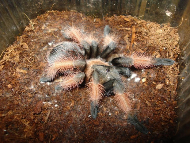 Brachypelma emilia