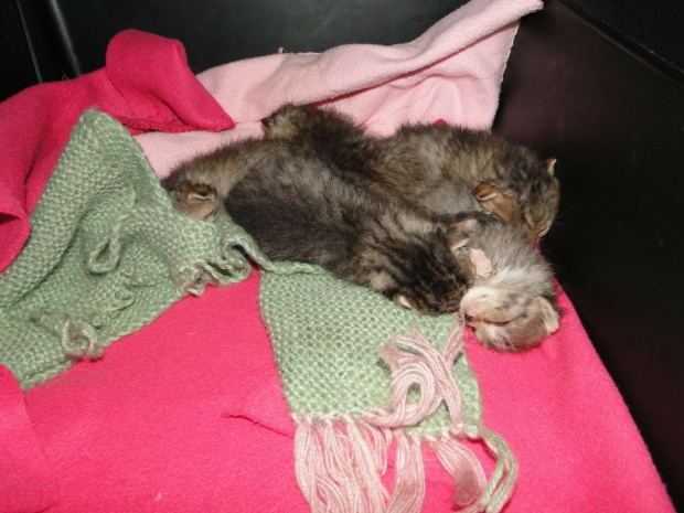 Koty do adopcji #adopcja #adopcje #Gliwice #kocięta #kot #kotki #koty #pomoc #przygarnę #schronisko #zaadoptuję #zwierzęta