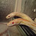 #corn #snake #snow #terrarium #węże