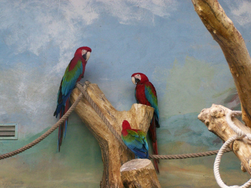 papugi na zebraniu #papugi #kolory