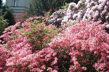 rododendrony :):) #kwiaty #azalie #rododendrony #arboretum