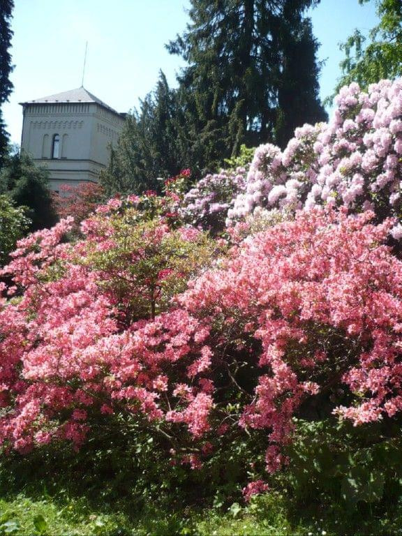 rododendrony :):) #kwiaty #azalie #rododendrony #arboretum