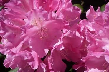 rododendrony :):) #kwiaty #azalie #rododendrony #arboretum