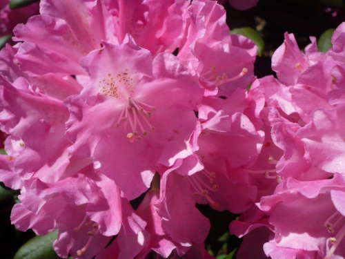 rododendrony :):) #kwiaty #azalie #rododendrony #arboretum