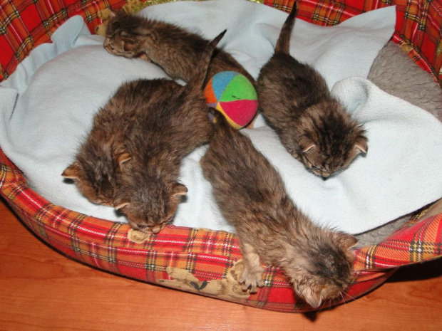 Koty do adopcji #adopcja #adopcje #Gliwice #kocięta #kot #kotki #koty #pomoc #przygarnę #schronisko #zaadoptuję #zwierzęta