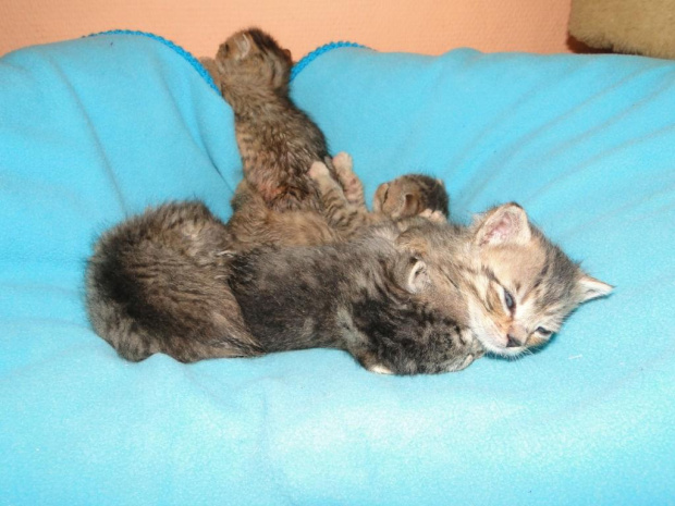 Koty do adopcji #adopcja #adopcje #Gliwice #kocięta #kot #kotki #koty #pomoc #przygarnę #schronisko #zaadoptuję #zwierzęta