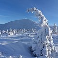 Nawet drzewa zimą gną się w pokłonie z zachwytu nad urodą Śnieżki w zimie :) #Góry #Karkonosze #śnieg #Śnieżka #zima