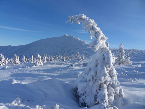 Nawet drzewa zimą gną się w pokłonie z zachwytu nad urodą Śnieżki w zimie :) #Góry #Karkonosze #śnieg #Śnieżka #zima