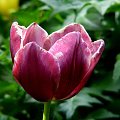 #kwiat #tulipan #makro