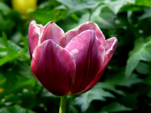 #kwiat #tulipan #makro