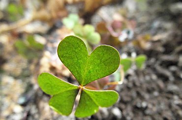 heart #koniczyna #serce