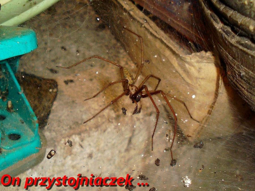 Tegenaria atrica - Kątnik większy #PająkKatnik