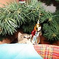 Koty do adopcji #adopcja #adopcje #Gliwice #kocięta #kot #kotki #koty #pomoc #przygarnę #schronisko #zaadoptuję #zwierzęta