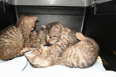 Koty do adopcji #adopcja #adopcje #Gliwice #kocięta #kot #kotki #koty #pomoc #przygarnę #schronisko #zaadoptuję #zwierzęta