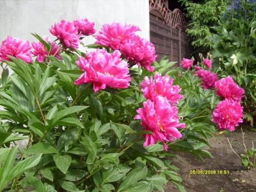 Ogród #kwiaty #ogród #datura