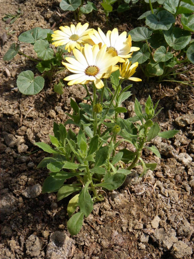 osteosperum-stokrotka afrykańska 09