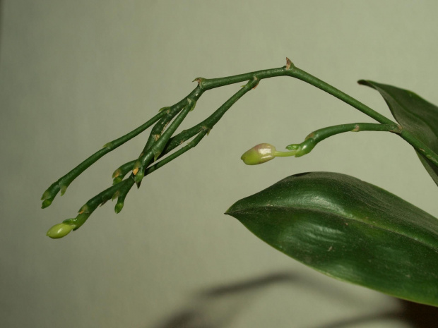 modesta