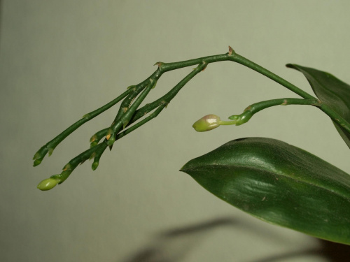 modesta