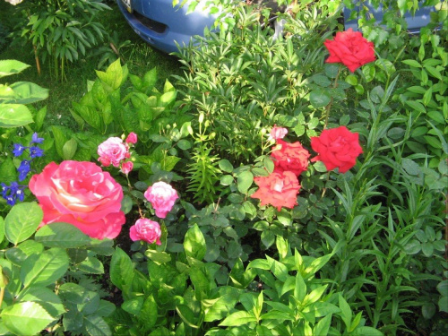 Inna krzewuszka #działka #róże #liliowce #klematisy #floksy #krzewuszki #lilie