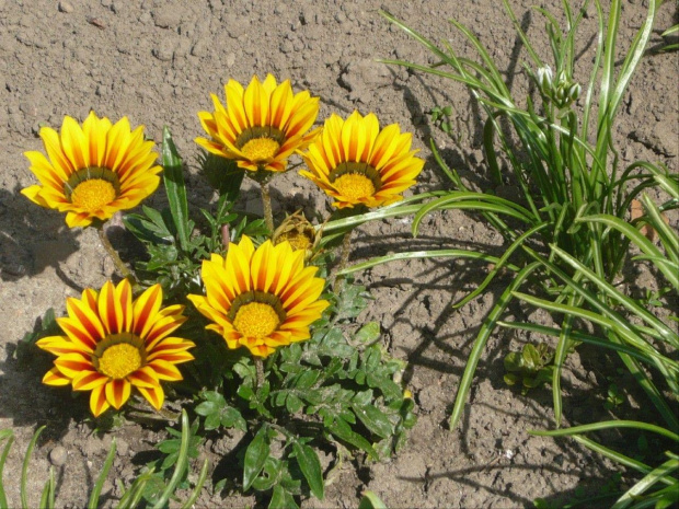 gazania