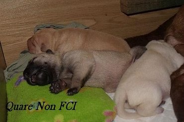 #QuareNon #szczenieta