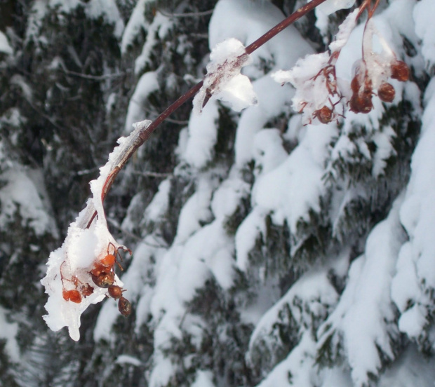 Ciut czerwieni w Śnieżnej Krainie :))) #Karkonosze #zima #śnieg #szadź
